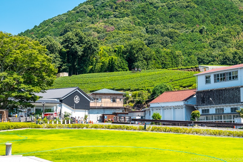 view of hillside with tea plants