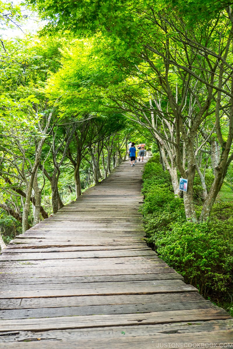 wood walking path along trees