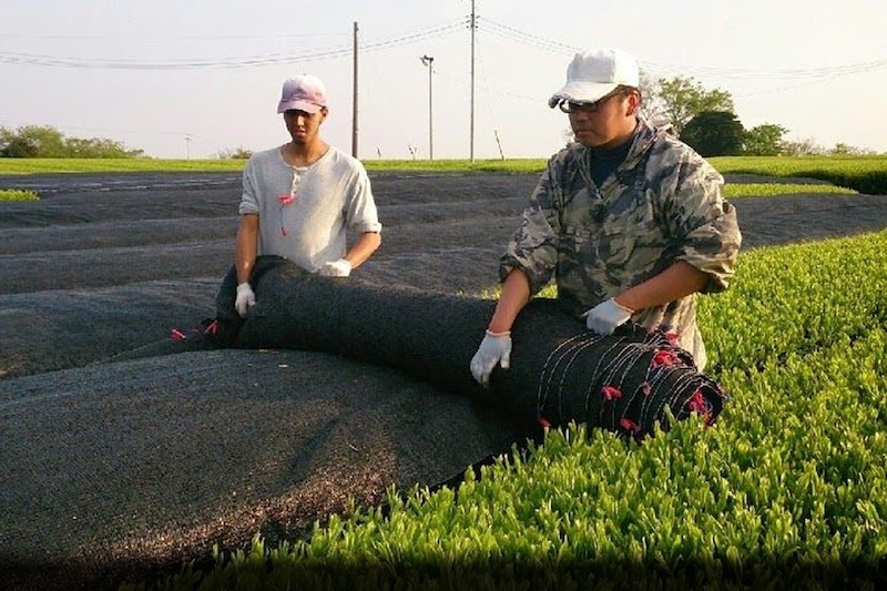 workers at japanese green tea farm covering tea leaves