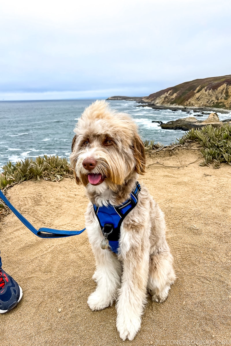 dog on sandy shore