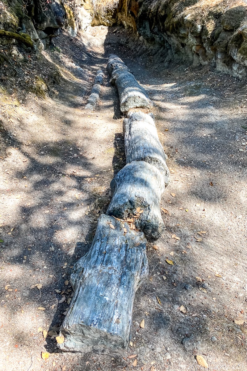 petrified tree in the ground broken in several segments