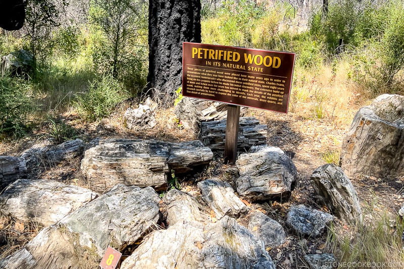 petrified wood in its natural state on the ground