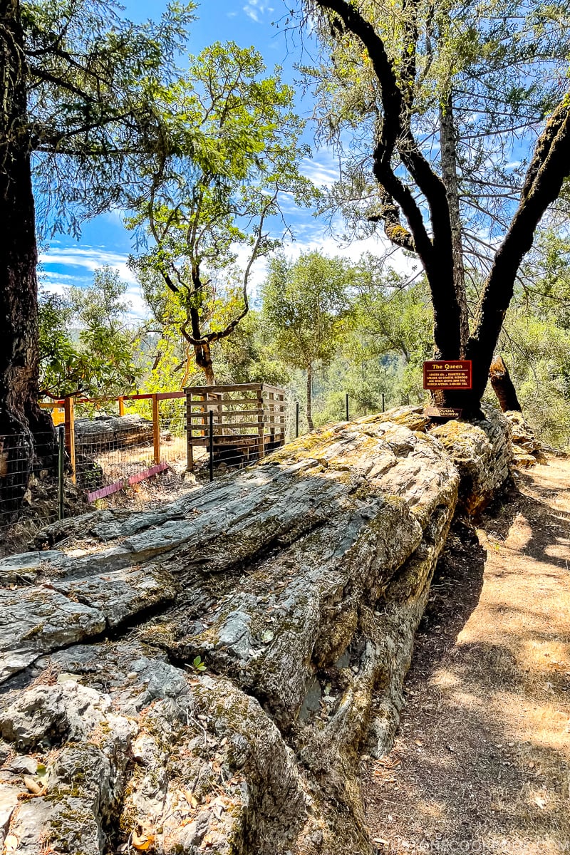 large petrified tree called The Queen