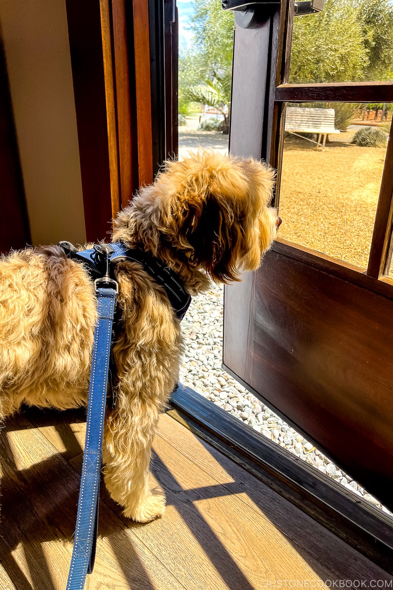 dog looking out the door