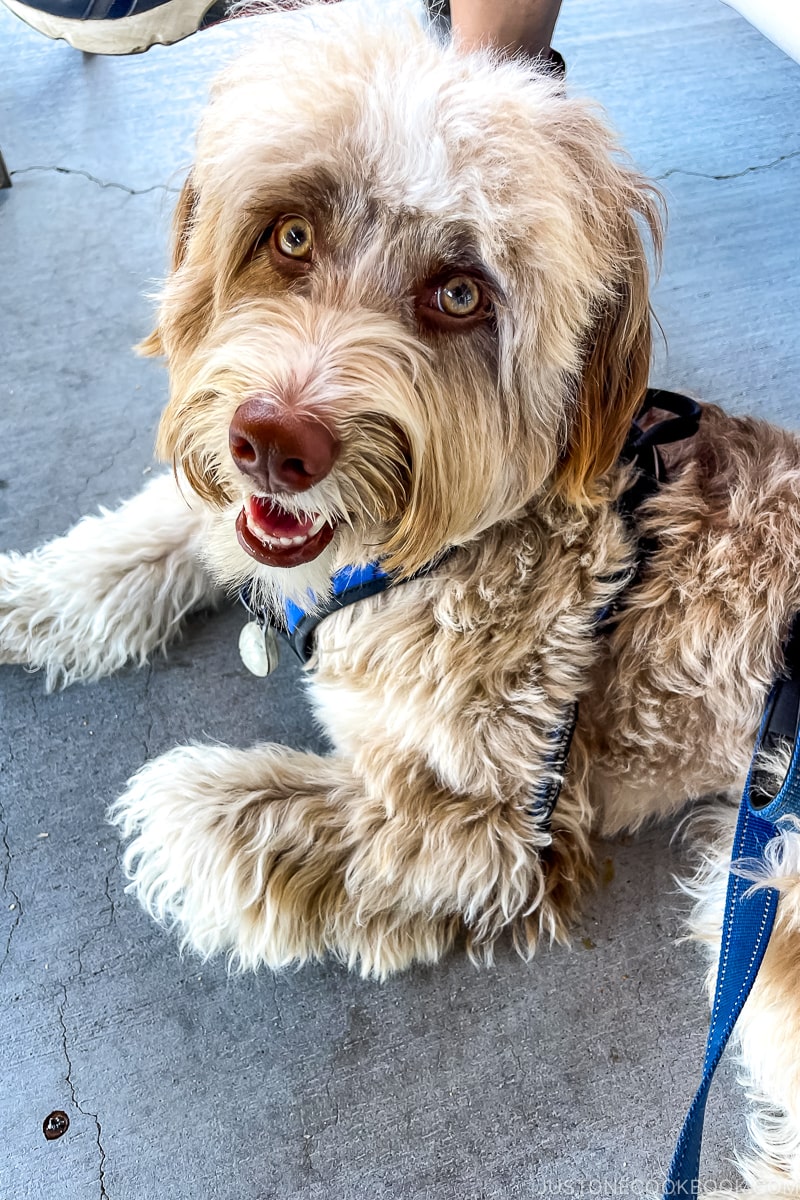 a dog looking up