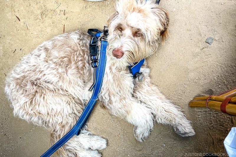 a dog laying on the ground