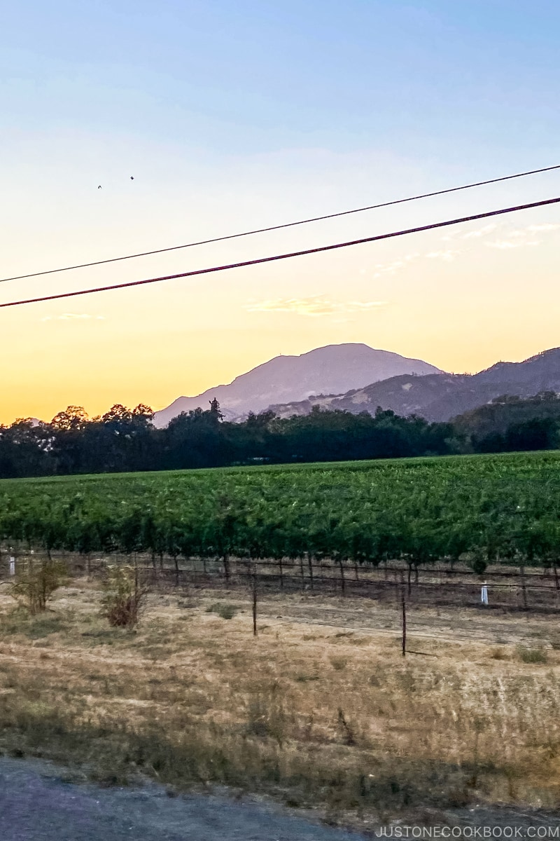 view of grape vines at sunset