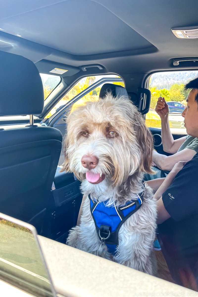 dog inside car