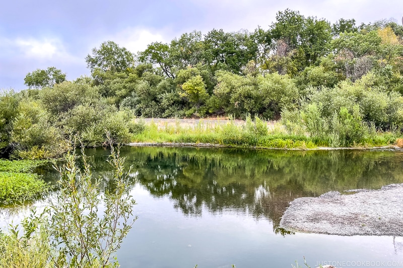 a lake next to trees