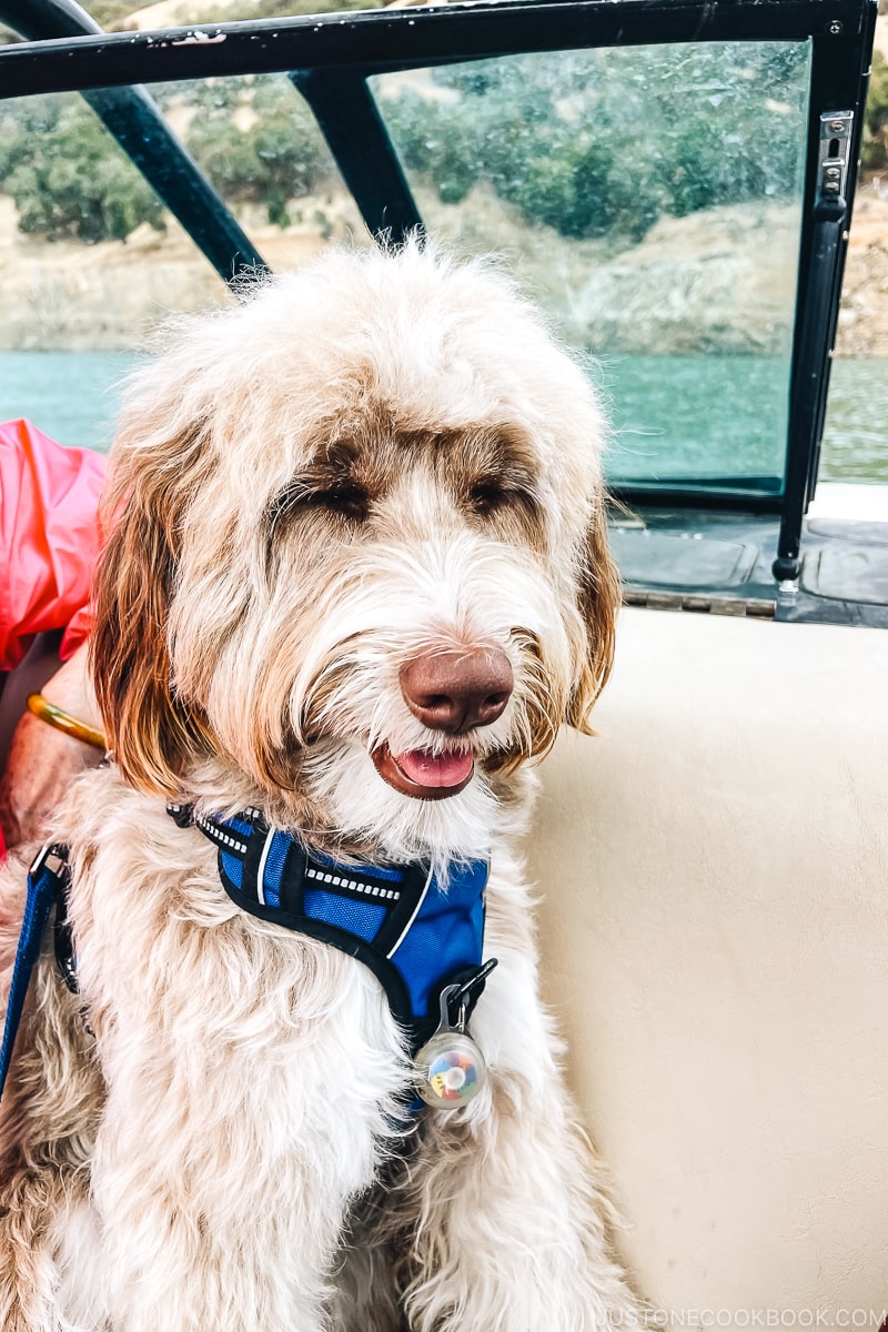 a dog on a boat