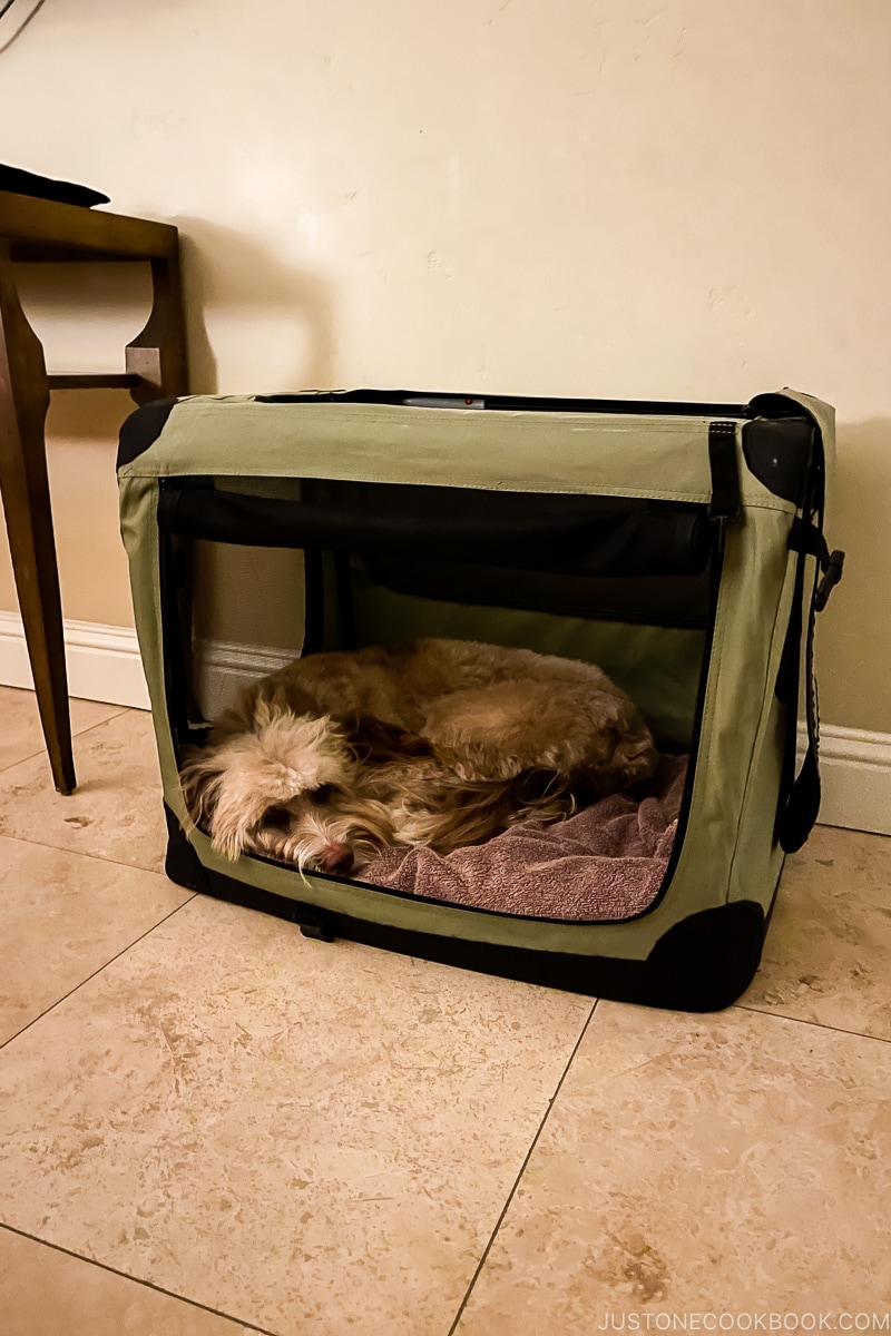 a dog inside a soft crate