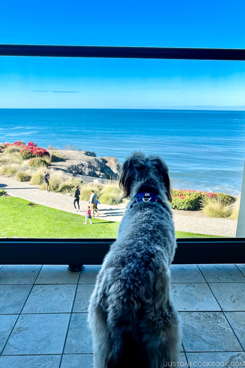 dog looking out a glass balcony