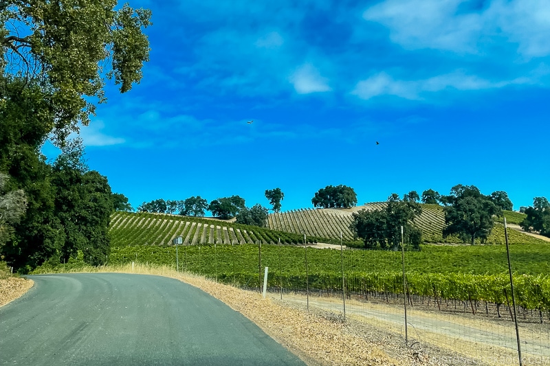 a road next to vineyards