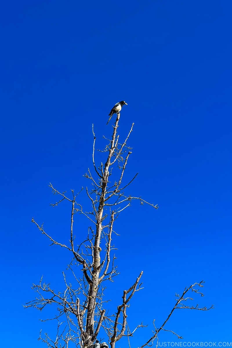 a bird on top of tree