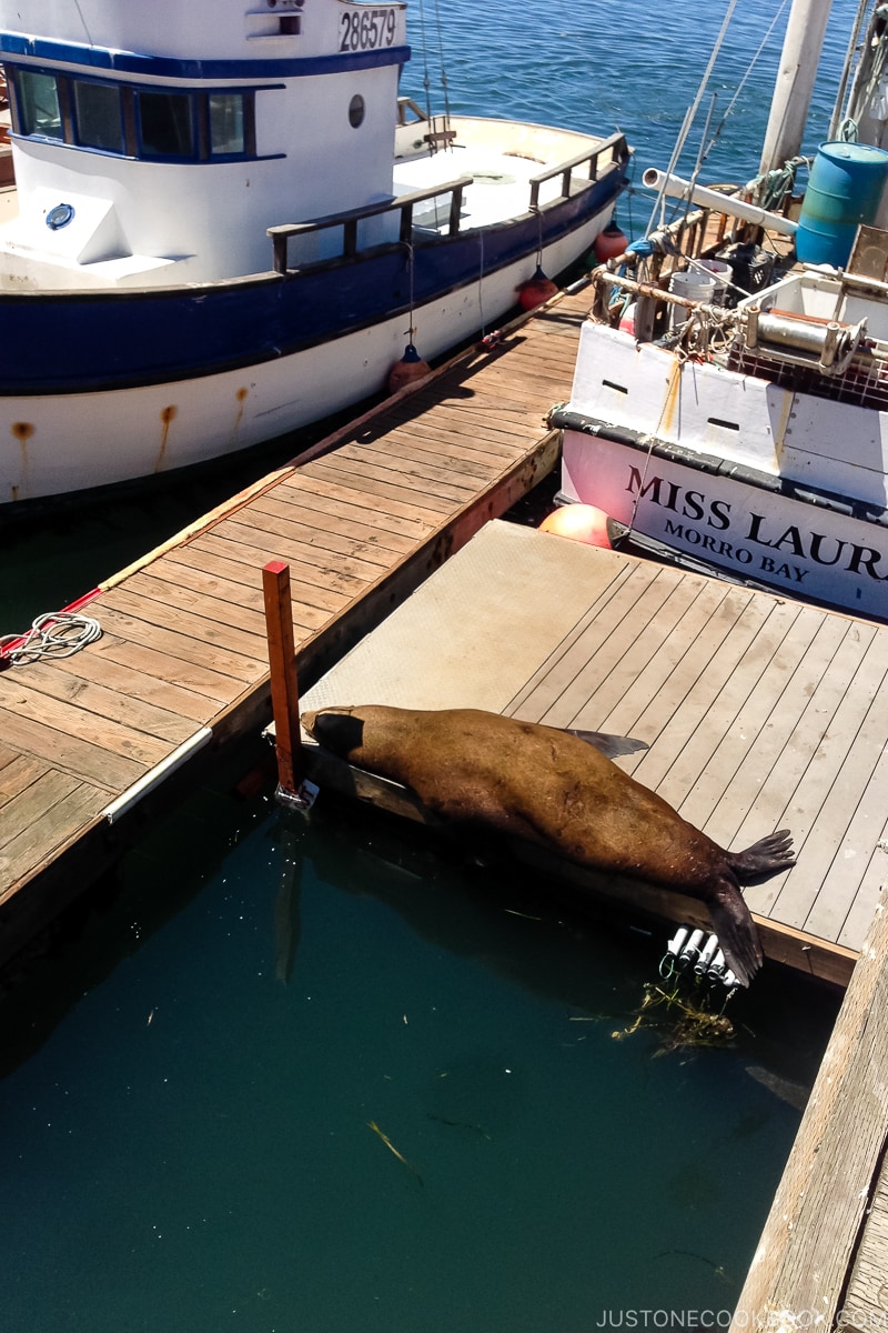sea lion on a dock next to boats