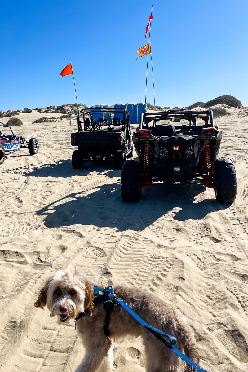 a dog and 2 ATV on a beach