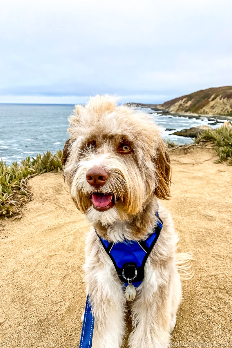 dog on sandy shore