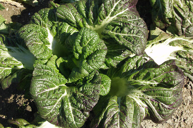 Pickled Mustard Greens Fried Rice (Takana Chahan) 高菜チャーハン • Just One