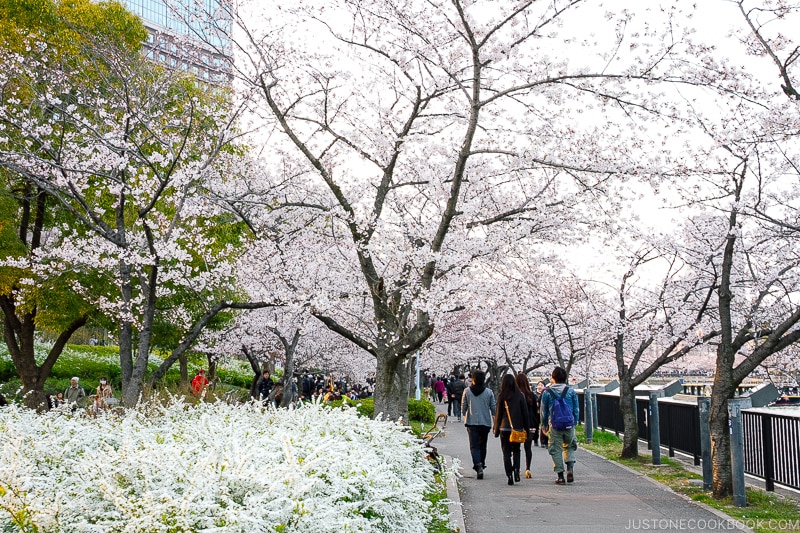 cherry blossom in Osaka with pedestrian walking on a pathway