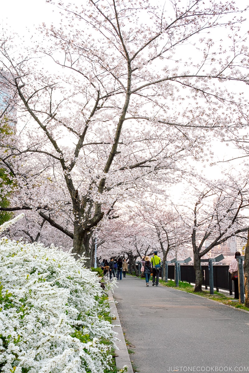 cherry blossom in Osaka with pedestrian walking on a pathway