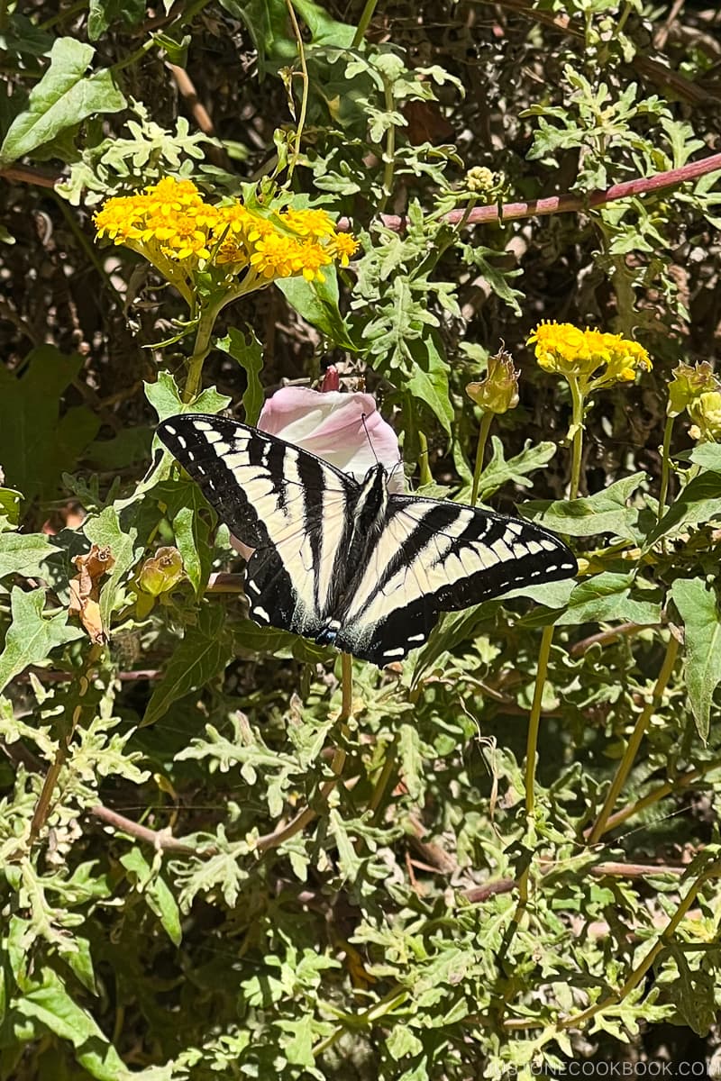 Western Tiger Swallowtail on a bush
