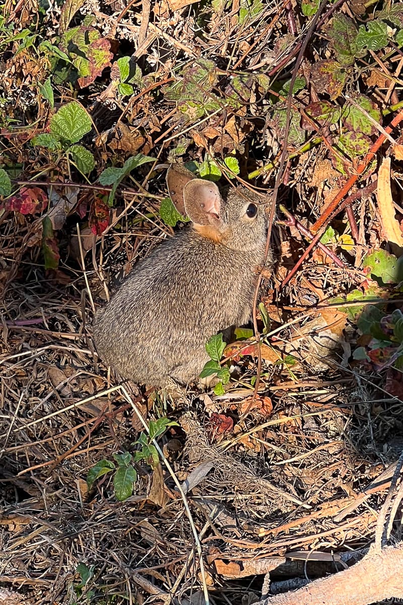 a field mouse in the bushes