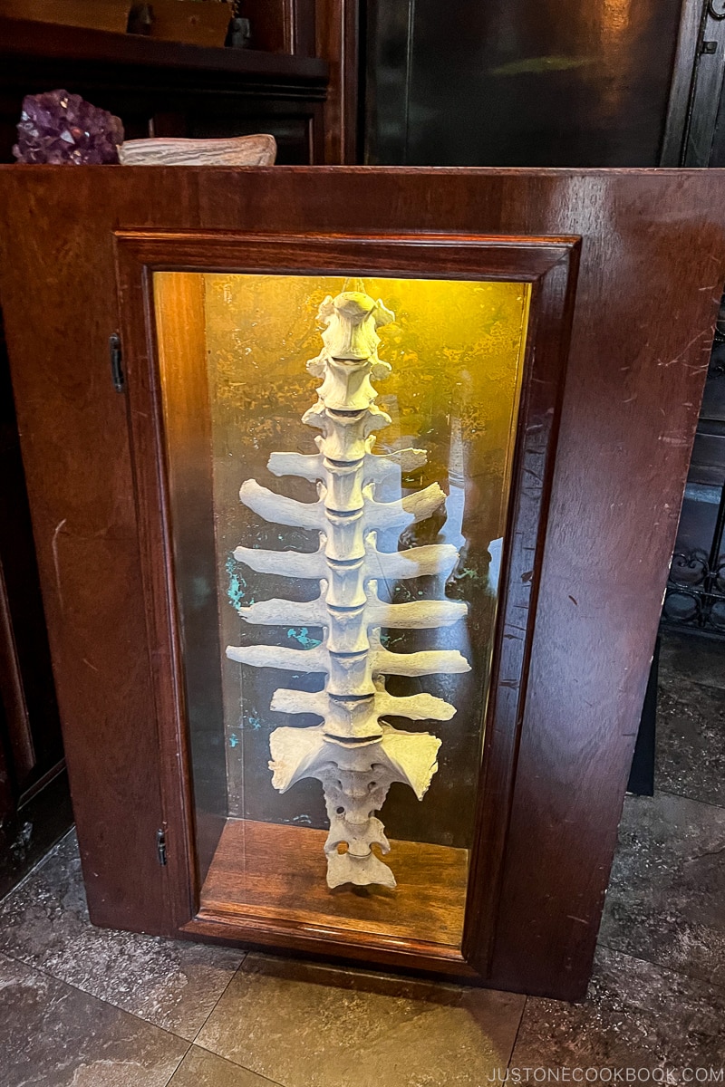 skeleton in a glass display case
