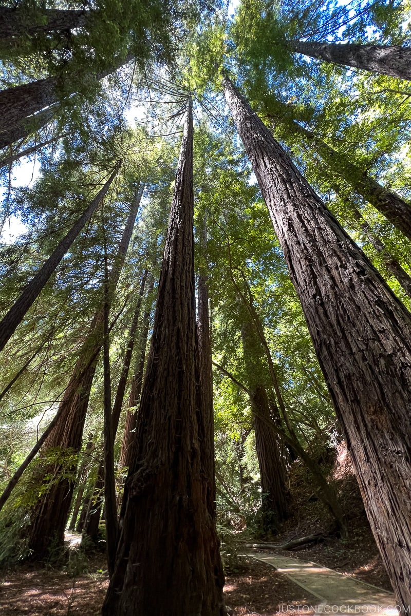 redwood trees at Pfeiffer Big Sur State Park