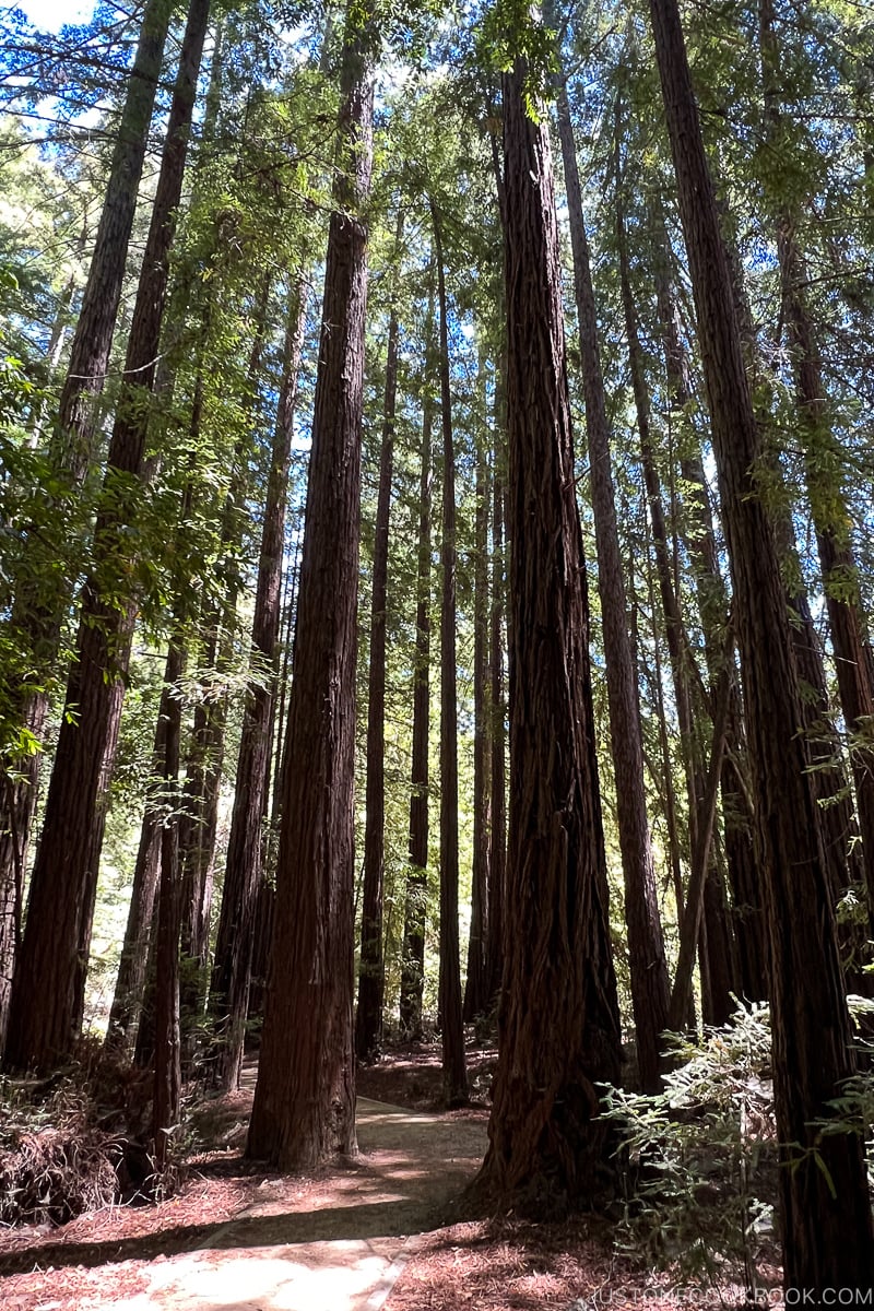 redwood trees at Pfeiffer Big Sur State Park
