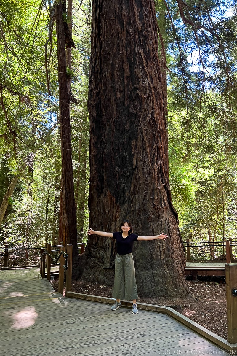 a girl standing in front of a large redwood tree