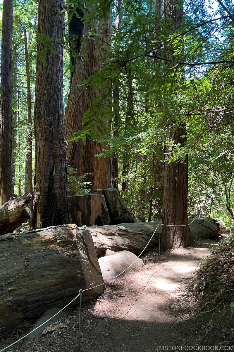 redwood forest at redwood trees at Pfeiffer Big Sur State Park