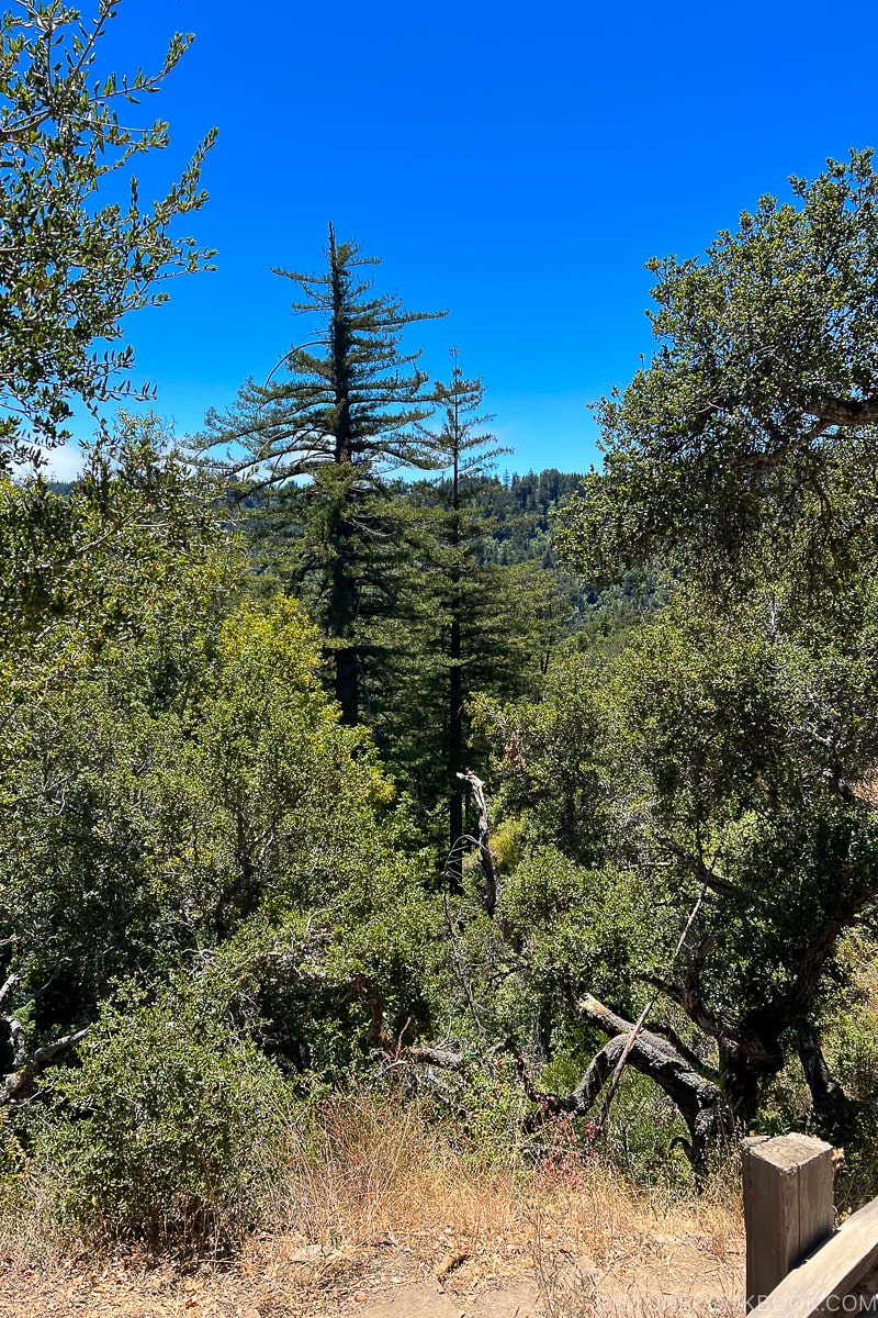 view of the canyon and trees