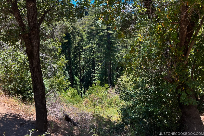 view of canyon and trees