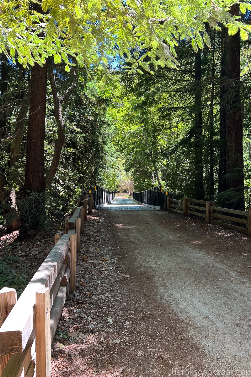 a road between trees