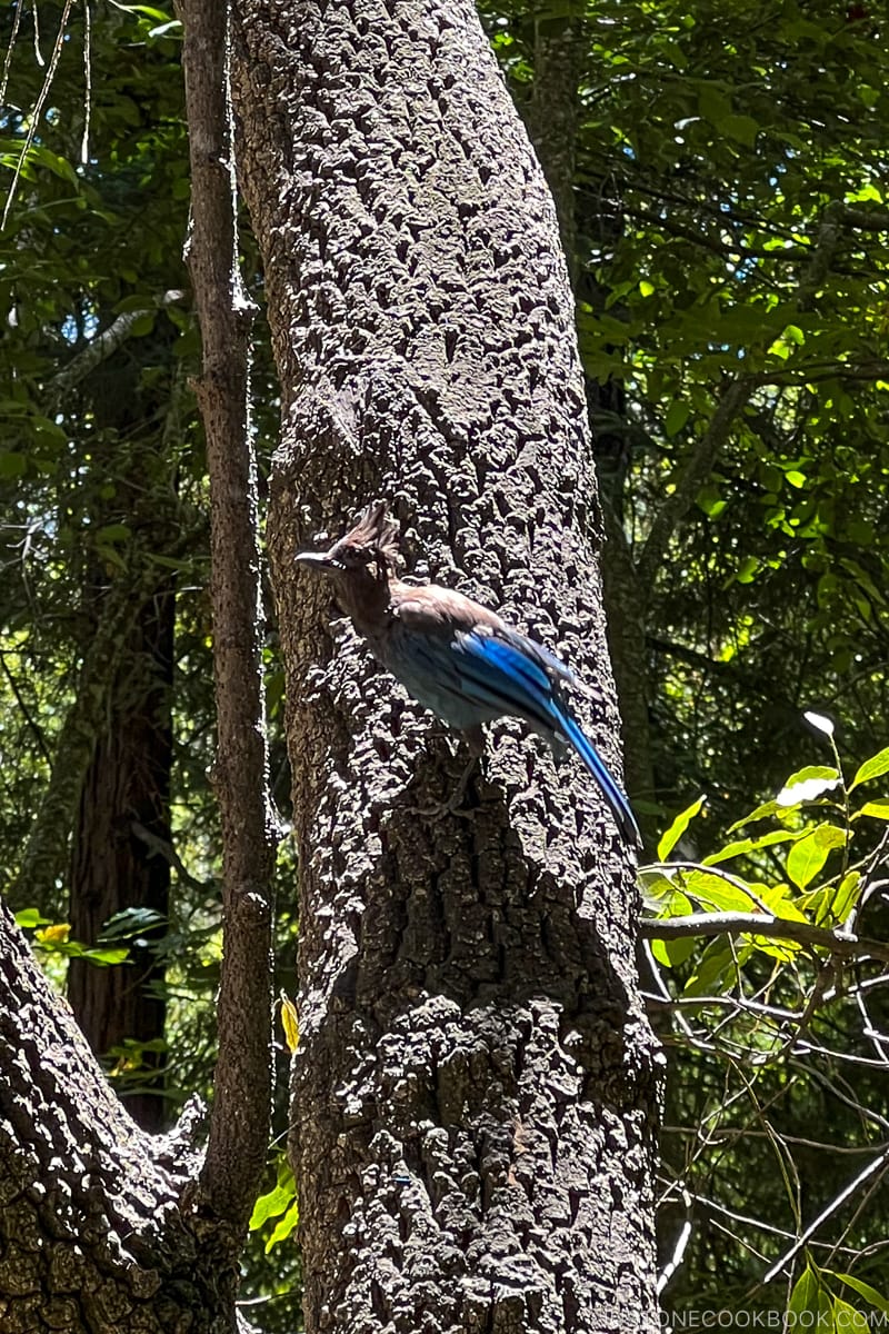 a blue bird on a tree