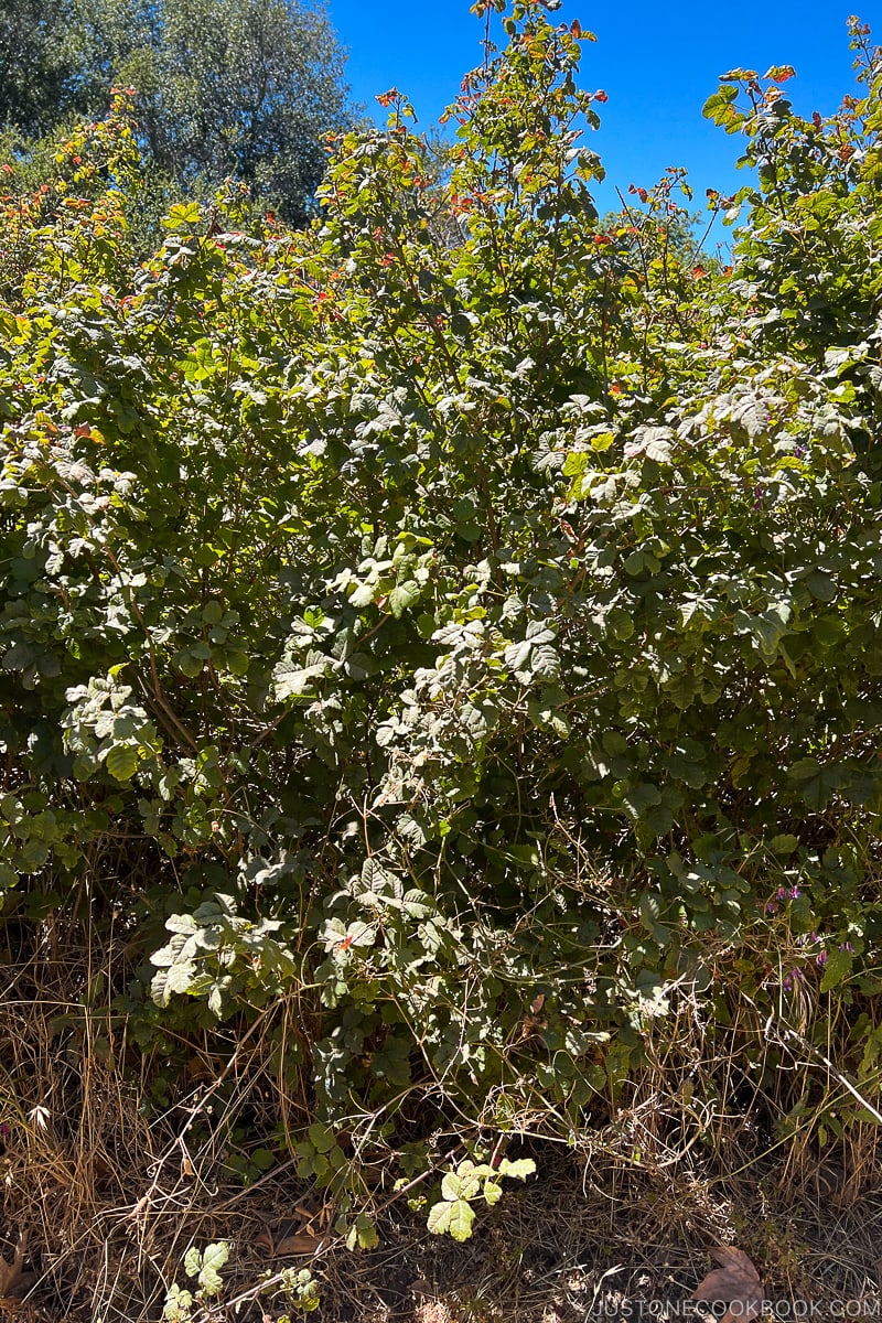 poison oak