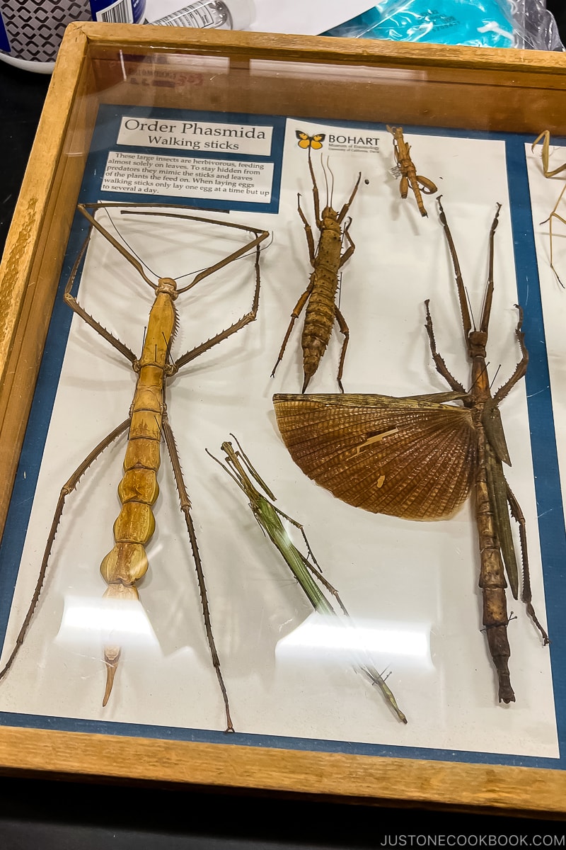 walking stick insect in a glass display case