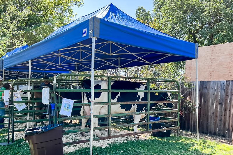 cows under tents