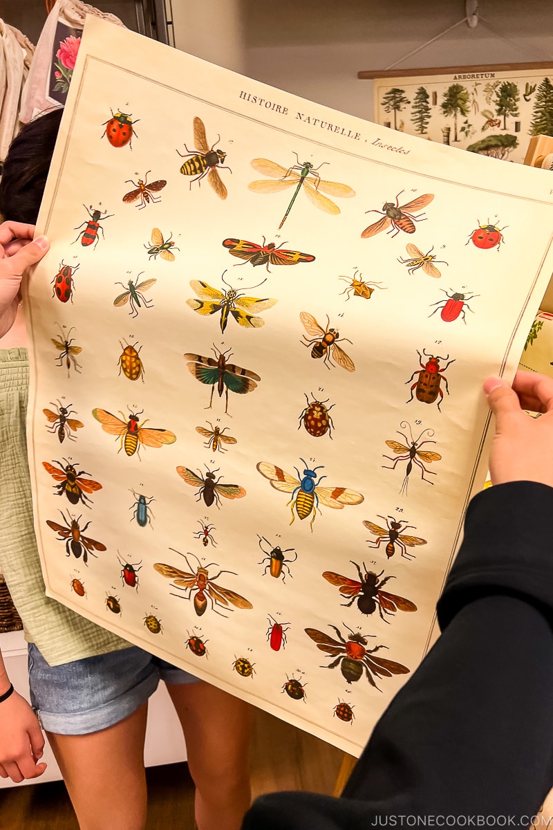 poster with insects