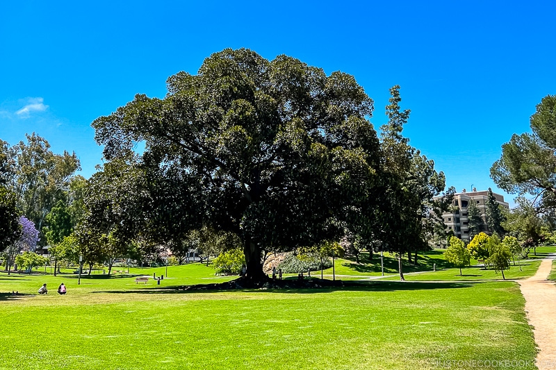 a large lawn with trees