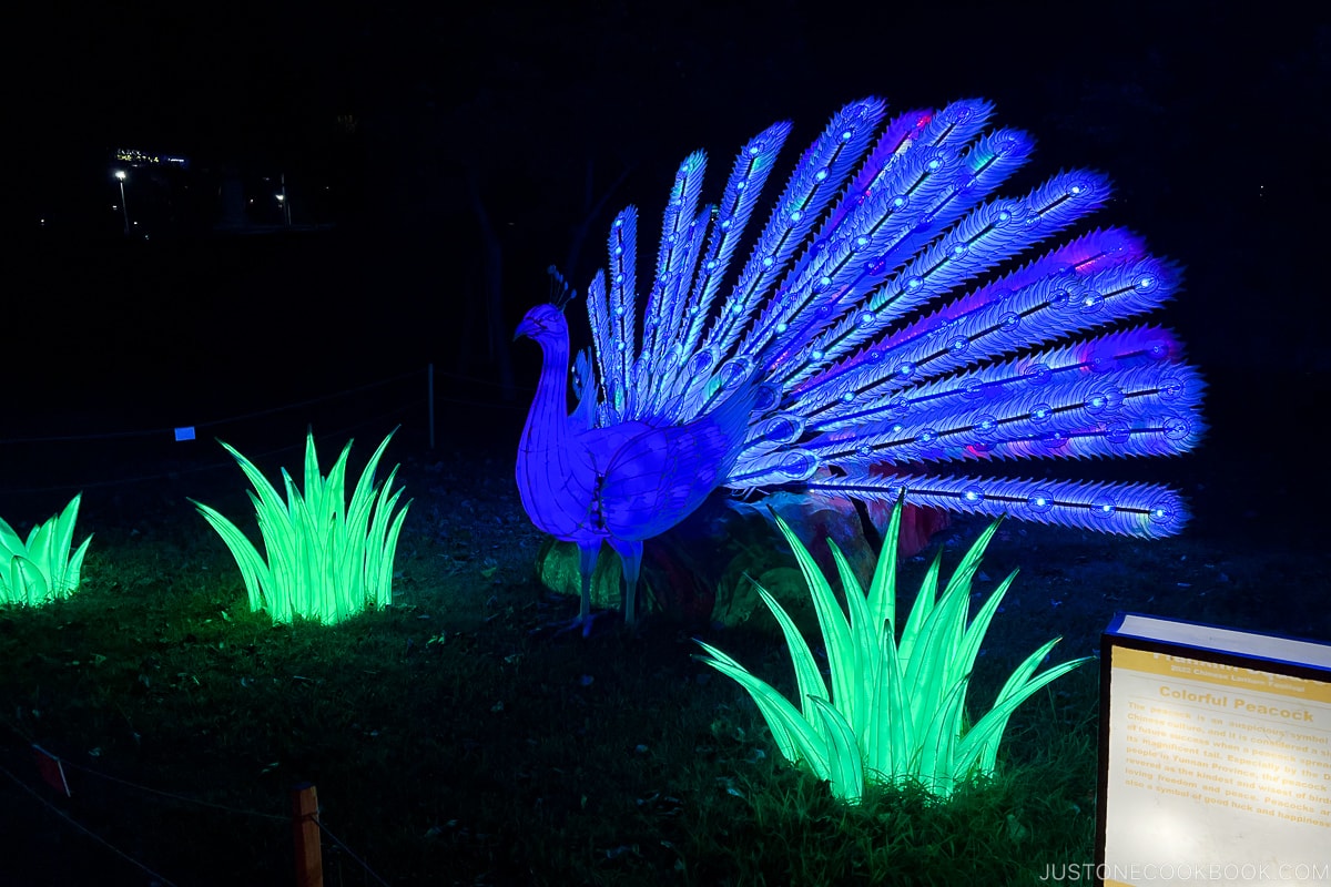 a blue peacock lantern