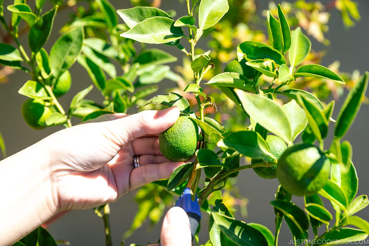 Sudachi Tree