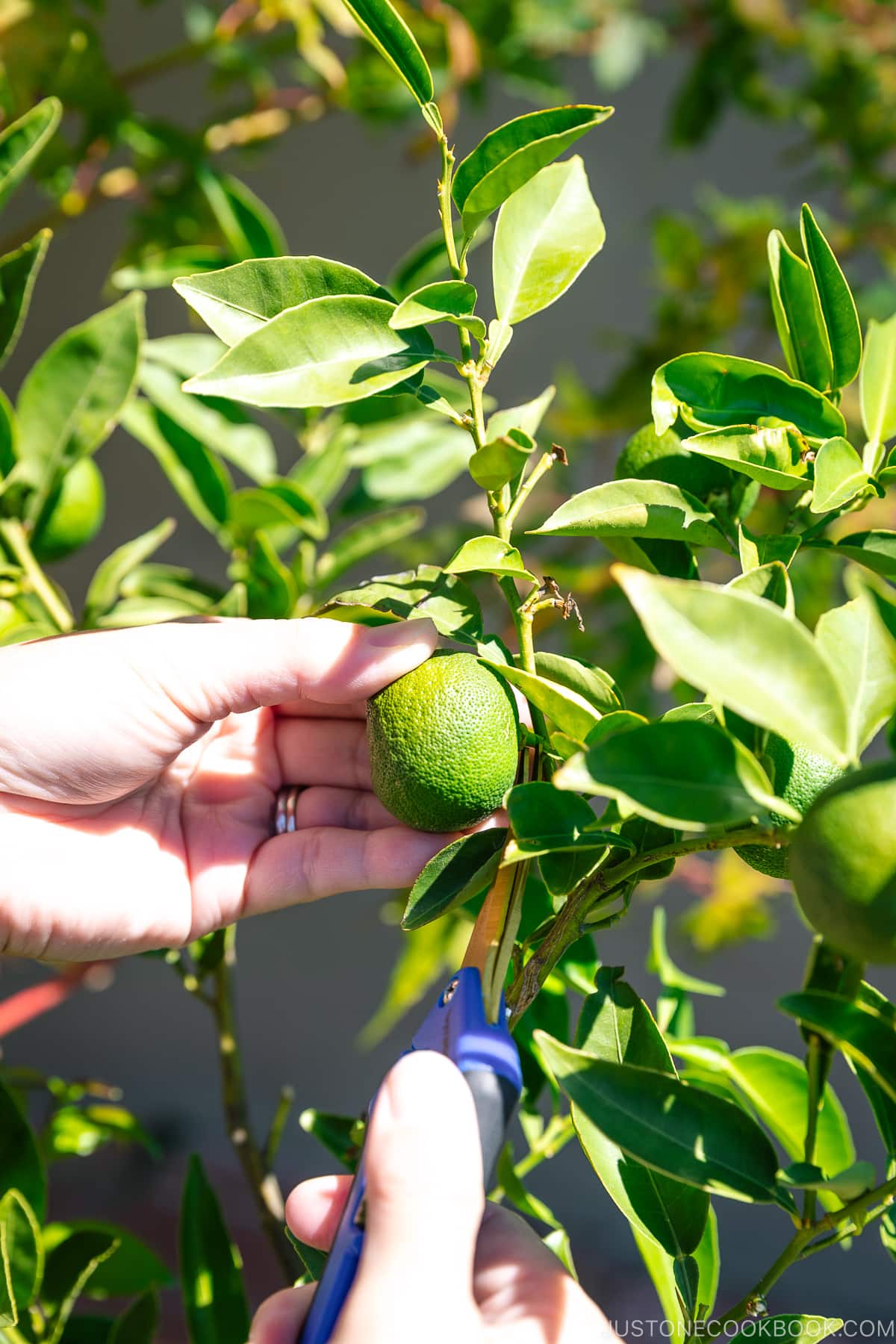 Sudachi Tree