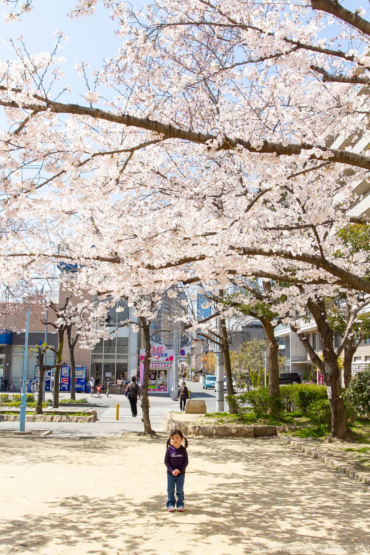 a girl standing under cherry blossom