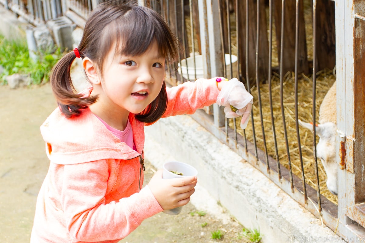 a girl in front of a sheep