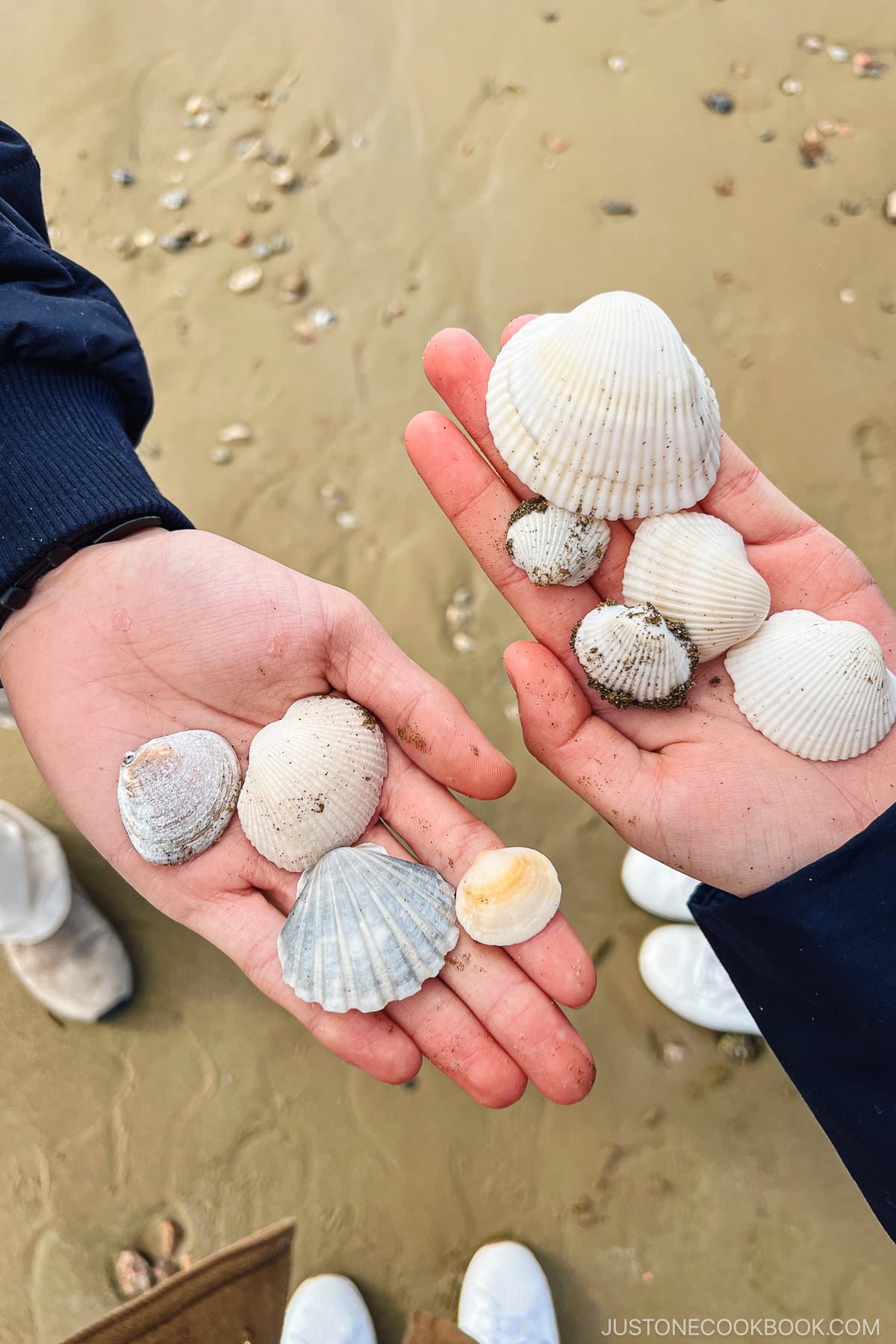 two hands holding seashells