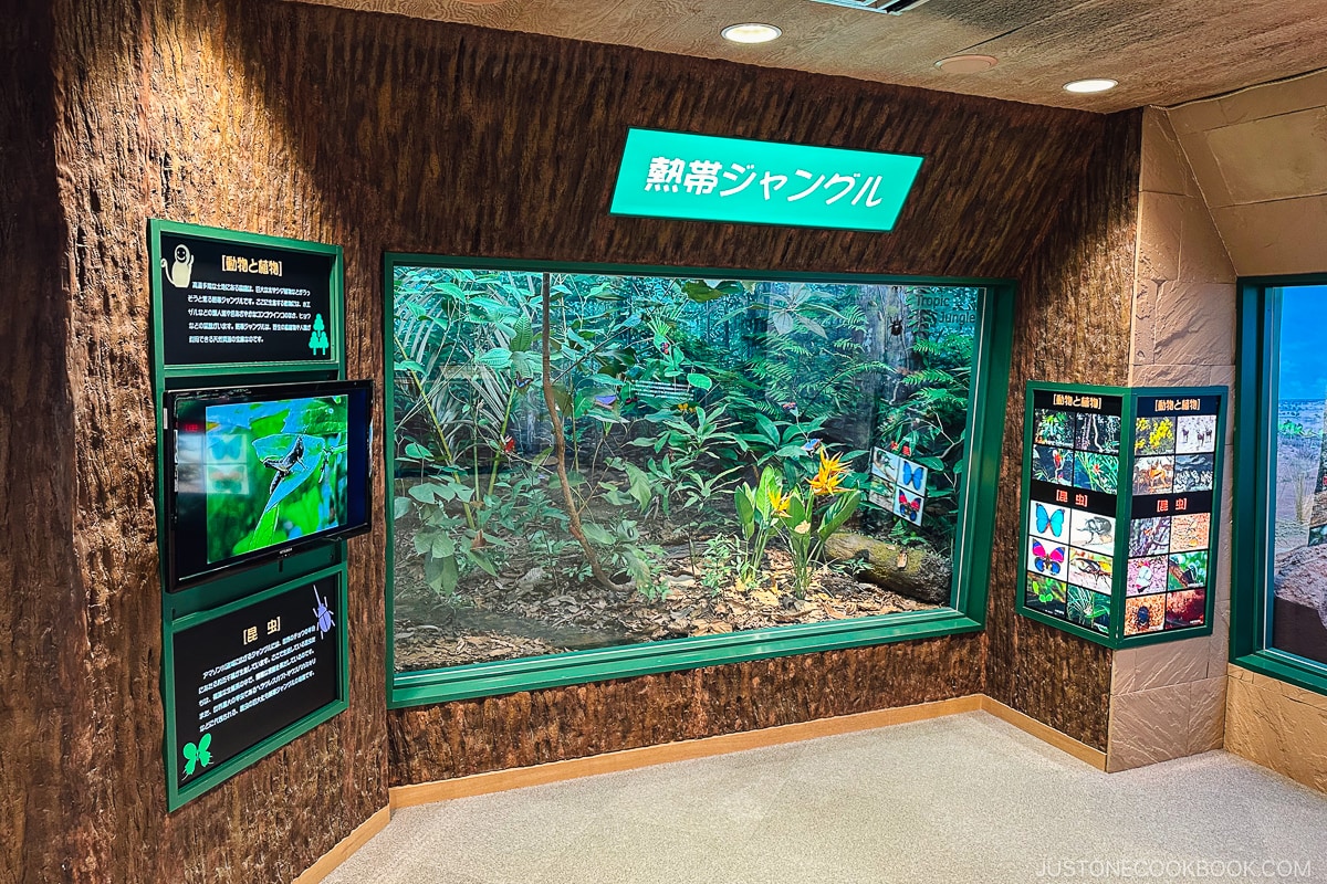 tropical jungle display at Ishikawa Insect Museum