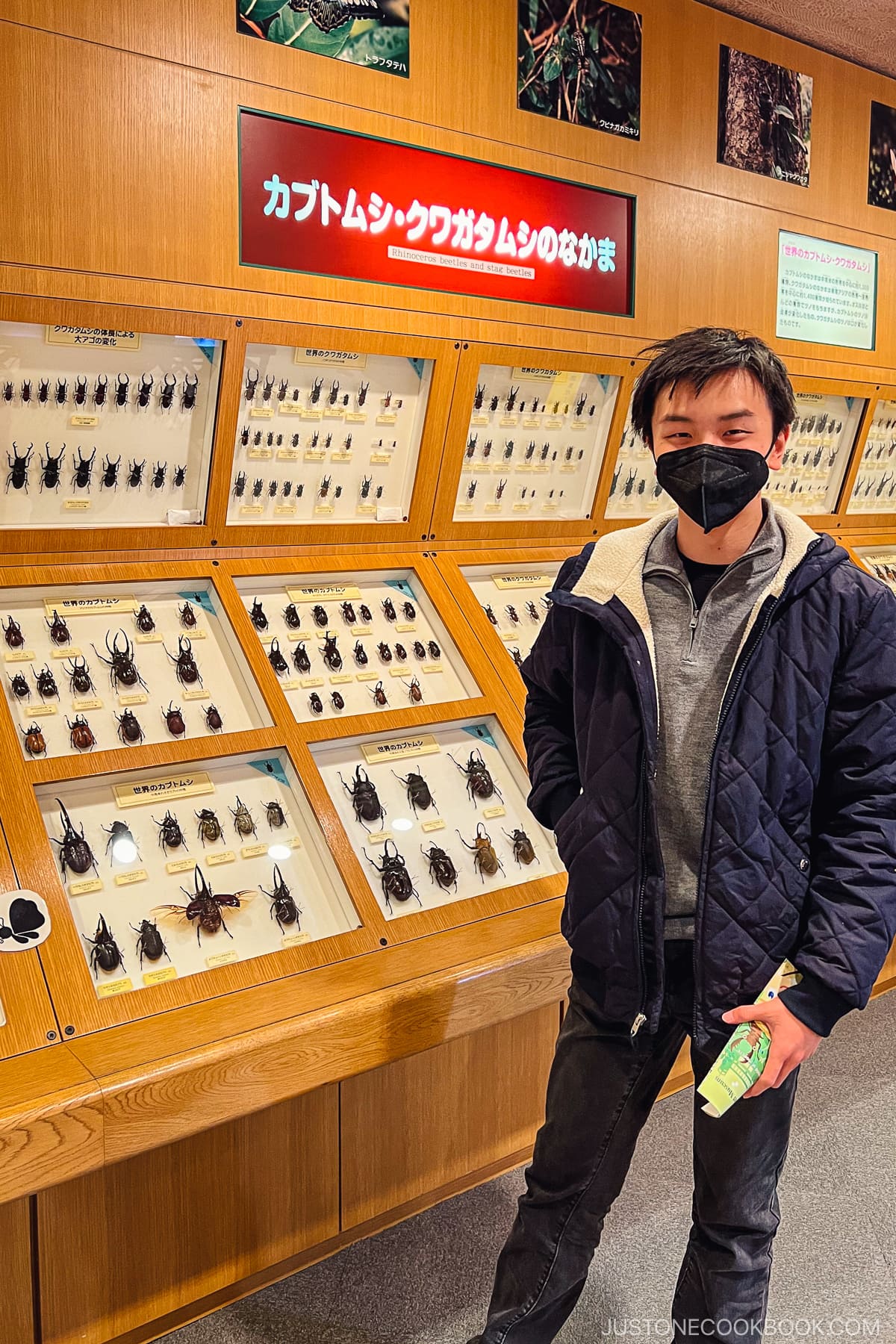a boy standing in front of insect specimens on display