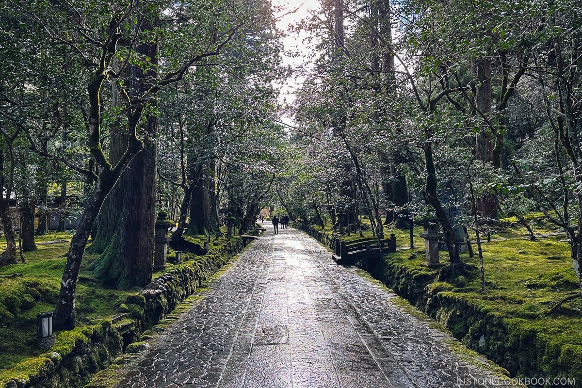 a stone walking path between trees