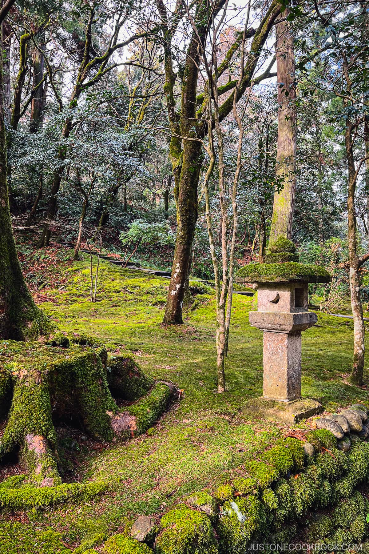 moss covered grounds with trees